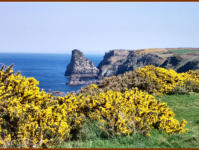 View towards Trevalga from Bossiney