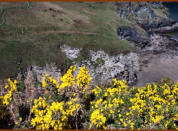 Gorse and Elephant Rock