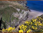 Gorse and Elephant Rock