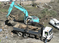 Uprooted tree