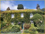 The Ivy Clings To A Fine Building
