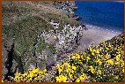 Colourful Gorse & Elephant Rock