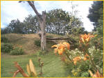 The Golden Round Table Is Buried Close To The Tree...See Story Below