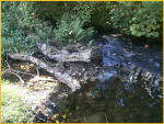 Fallen Tree Trunk In The River Camel