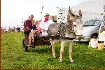 Donkey Rides For Children's Hospice S.W