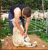 Sheep Shearing by K.Cummings from St Teath