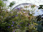 Tropical Biome Blue Flowers