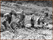 Digging Potatoes At Trebarwith 1942
