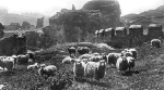 Sheep Grazing On The Castle Island