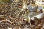 Twisted Cable & Metal