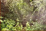 Tunnel Is Behind The Trees!