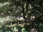 Beautiful Trees By The Stream