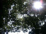 Sun Glinting Through The Trees