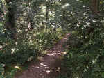 The Lovely Walk