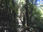 View Through The Trees