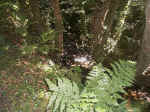 View Through The Ferns