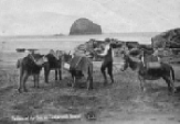 Sand, Donkeys & Gull Rock
