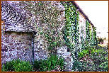Ivy Clinging To The Church